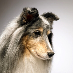 Sarah and Sheltie Picture